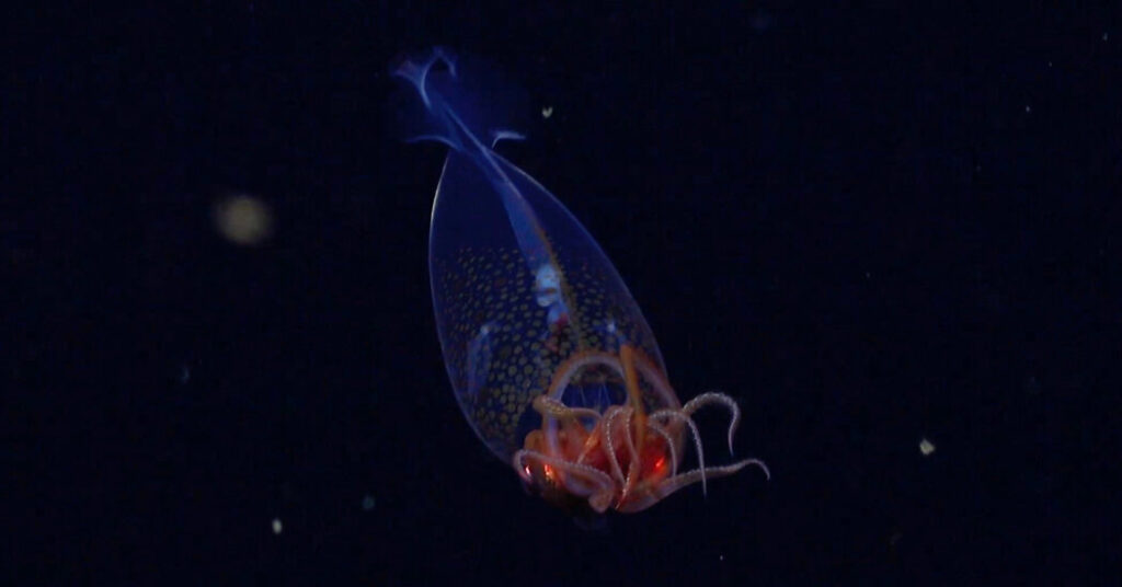 The First Ever Sighting of a Colossal Squid