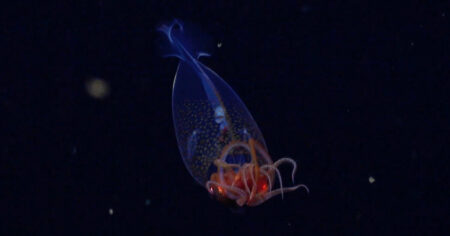 The First Ever Sighting of a Colossal Squid