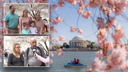 Tourists question if simple act is 'illegal' amid cherry blossom season