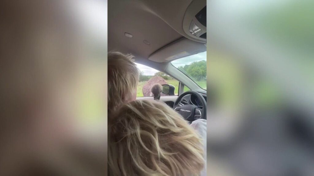 Former British PM Boris Johnson attacked by ostrich at Texas park: 'Oh, f****** hell!'