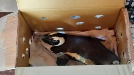 How a penguin in a cardboard box caused a helicopter crash in South Africa