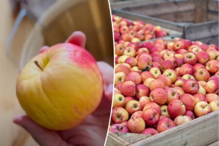 This 18th-century food storage hack could keep produce fresh for months