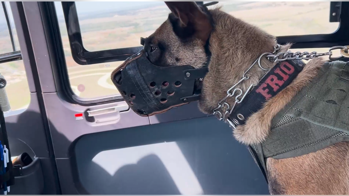 K-9 Frio takes in aerial views while adjusting to new heights.