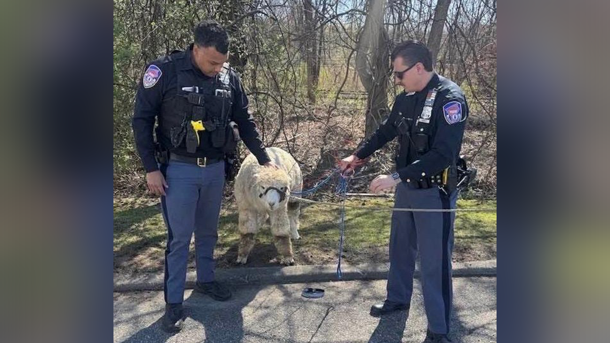 Alpaca captured in New York