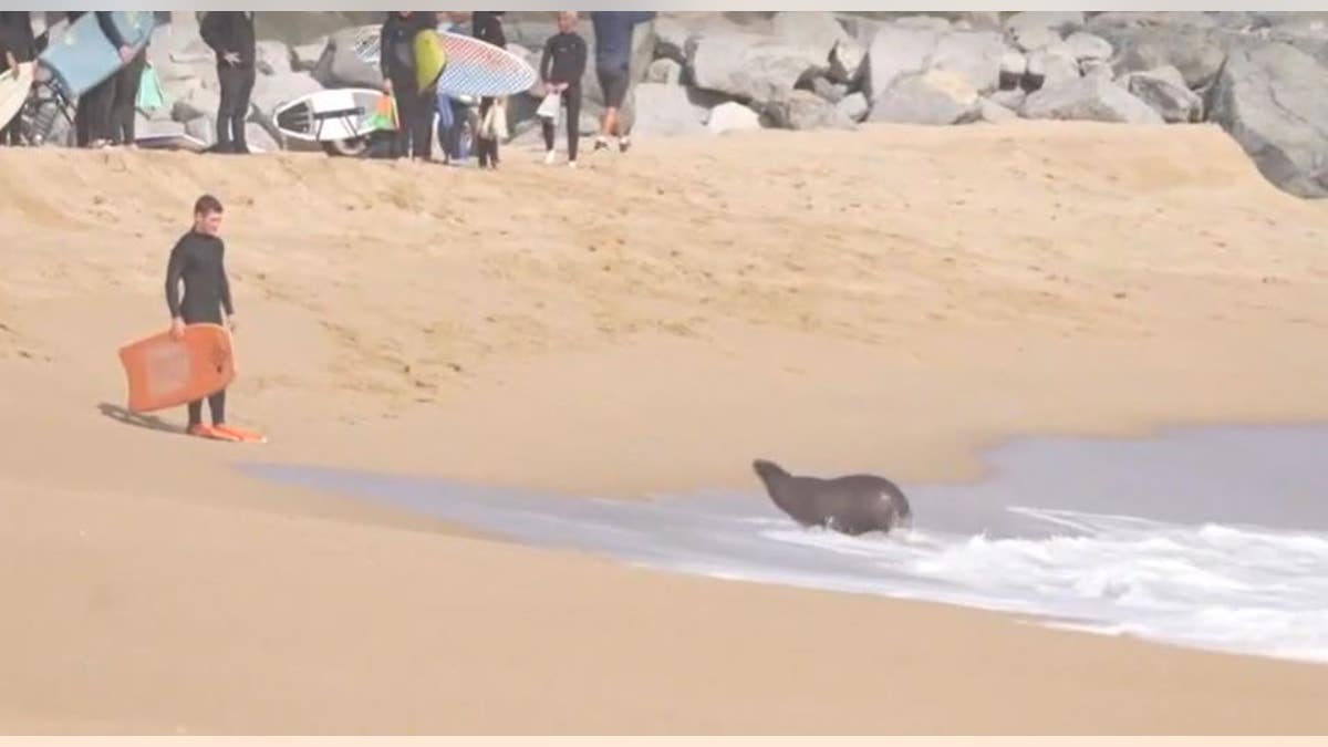 Sea lion chasing another surfer