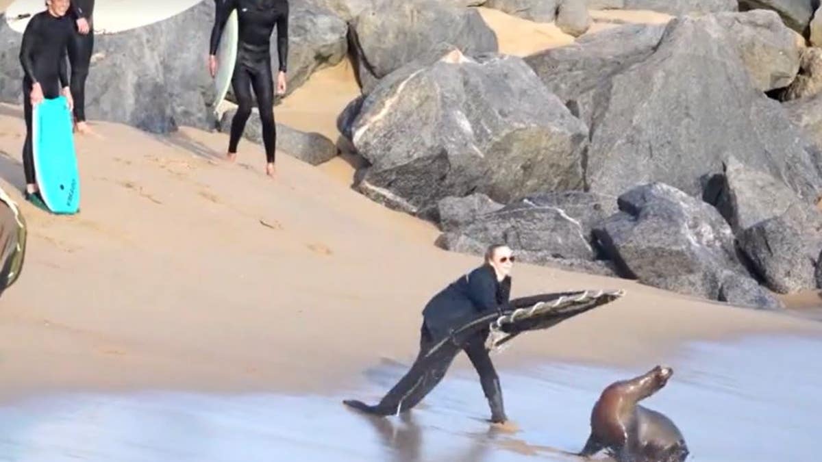 An official catching the sea lion