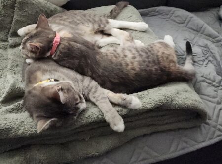 Kitten’s Mom Returned To Shelter After Being Separated but There’s a Twist