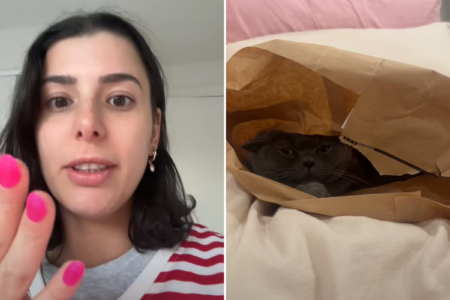 Woman Spends $400 on New Enrichment for Cat, Doesn't Go To Plan