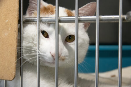 Shelter Cat Surrendered With Heartbreaking Letter from a Child