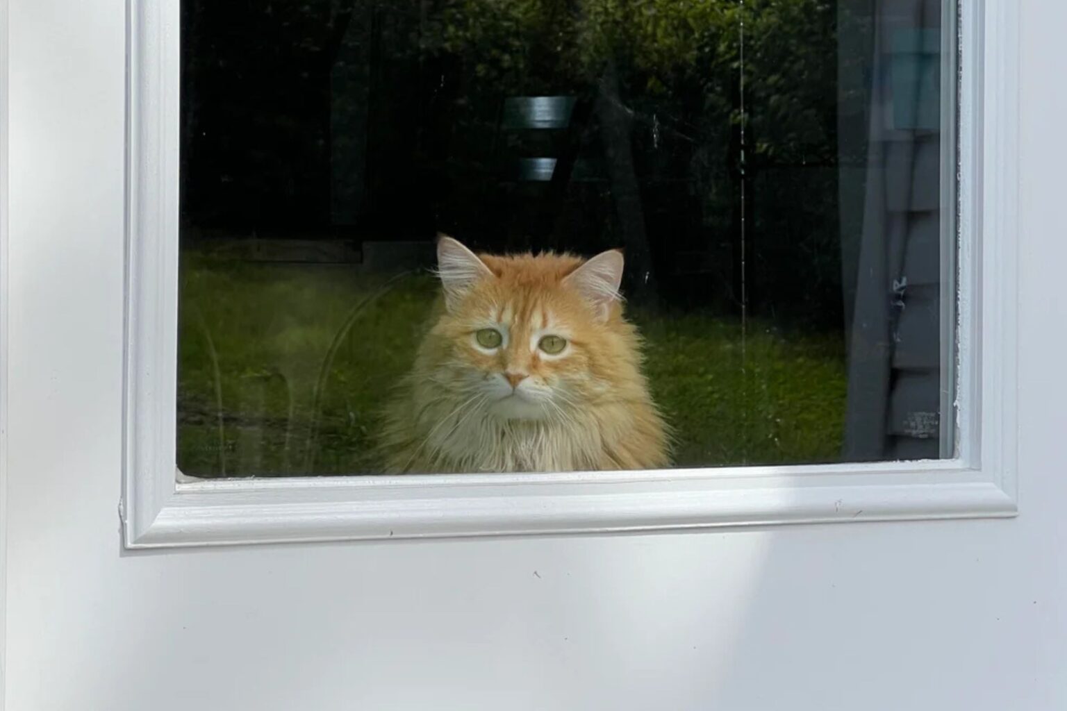 Cat Moves to House, Face Goes Viral Seeing ‘Real World’ for the First Time