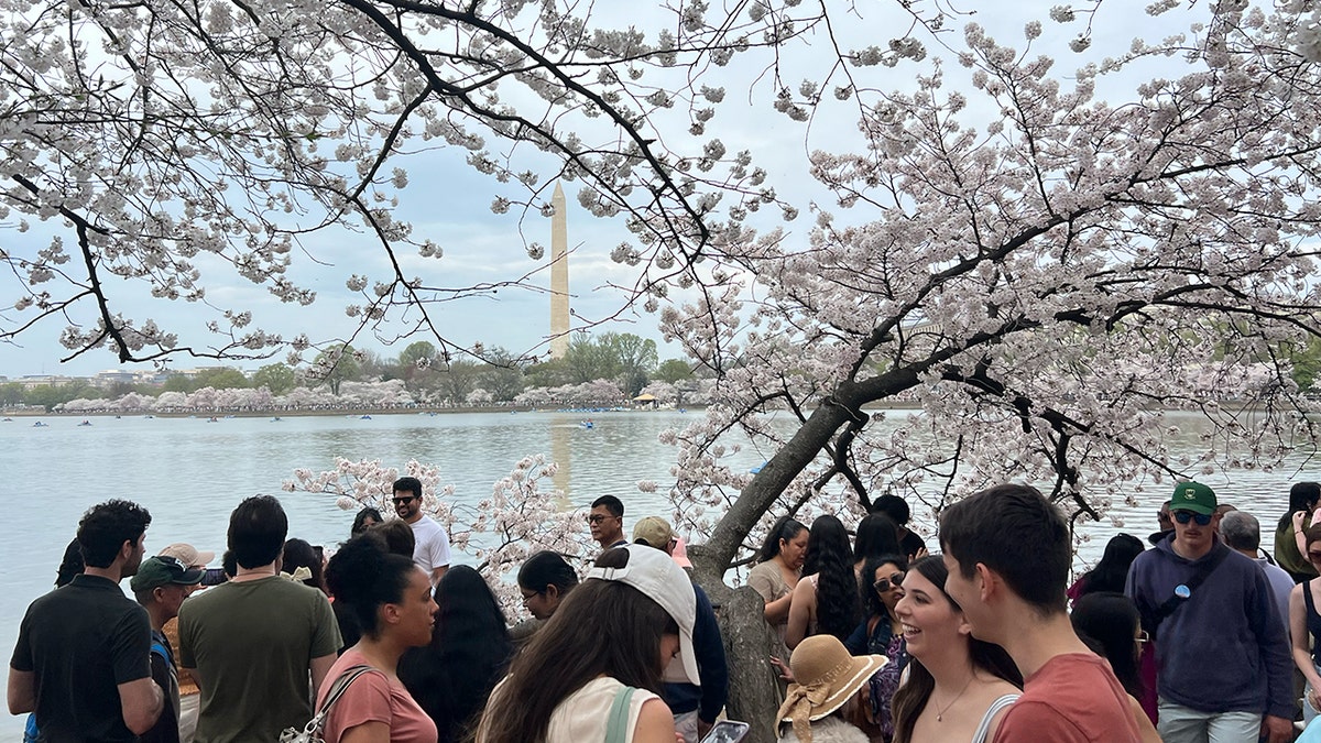 cherry blossoms peak dc