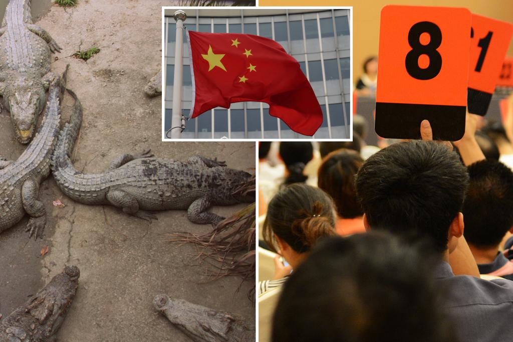 China court auctions off 100 tons of live crocodiles for half a million dollars—but winner must pick up lot at their own risk