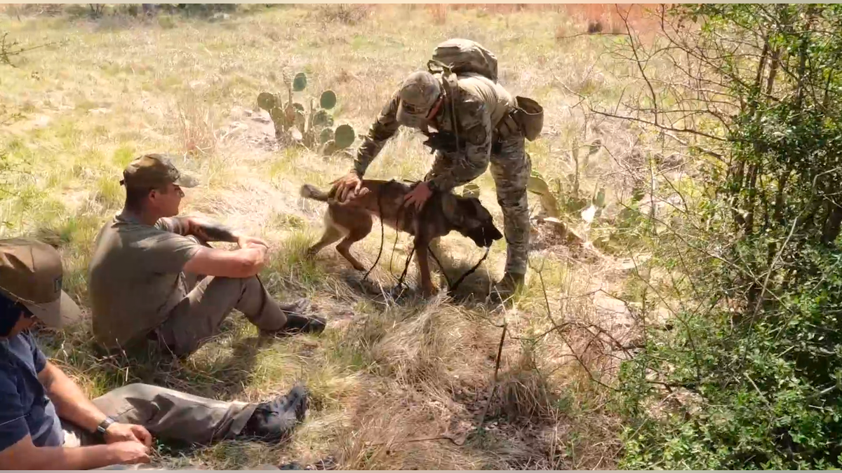 Border dogs practice real-life simulation.
