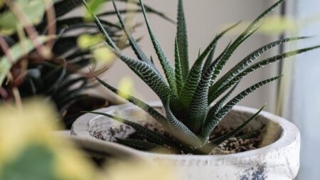 9 Houseplants You Couldn’t Kill if You Tried, According to Experts