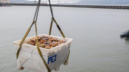 How Tariffs Will Affect Grocery Prices, According to an Agro-Economics Professor