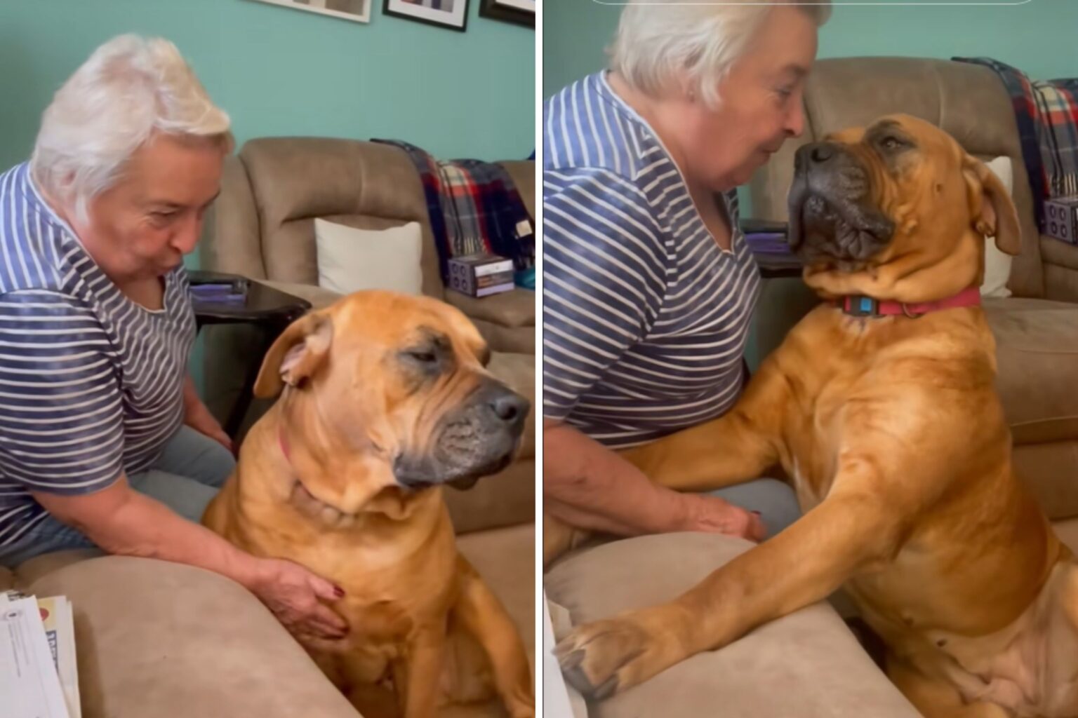 Hysterics at How Giant Boerboel Dog Begs Grandma to Be Let on Couch: ‘No’
