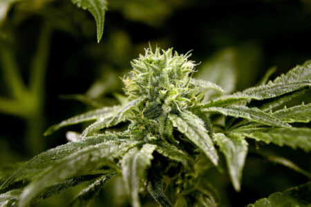 Free Florida Marijuana Cards Proposed For US Veterans