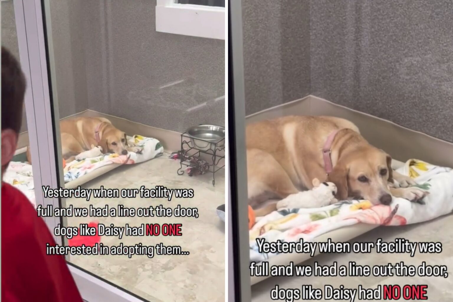 Tears Over the One Dog Ignored During Rescue Shelter’s Adoption Event