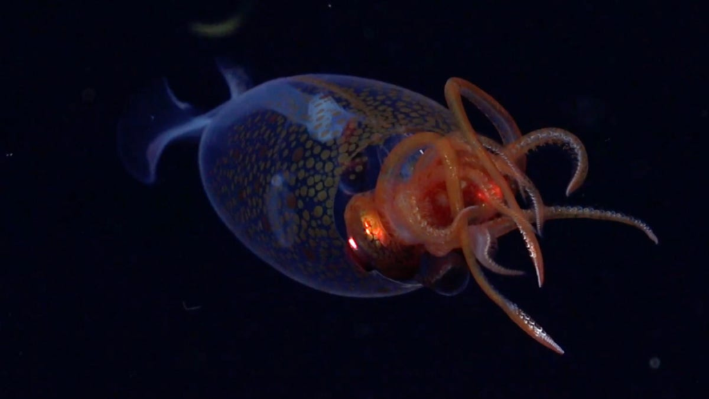 We Finally Have Video Footage of a Colossal Squid After 100 Years: How to Watch It
