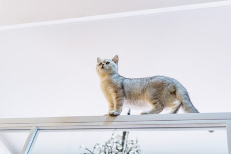 Cat Owner Finally Solves Mystery Over Cat’s Climbing Antics: ‘I Caught Her’