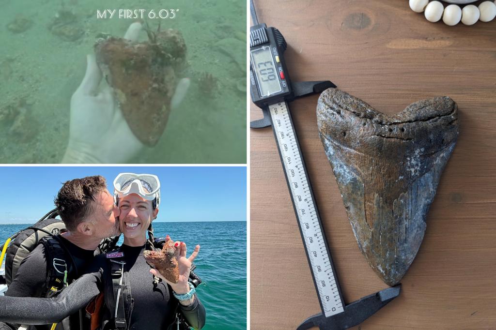 Massive megalodon tooth found off Florida coast: What ‘every fossil diver dreams about’