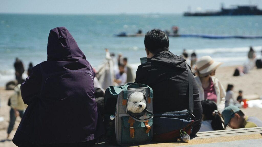 It could soon be easier for UK travellers to bring pets into the EU