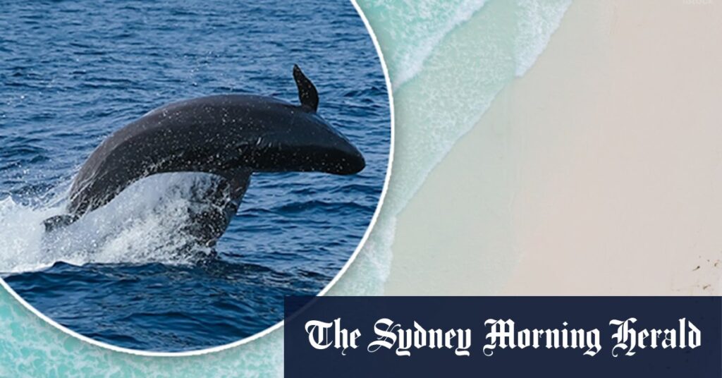 Whales stranded at House Beach, east of Bremer Bay