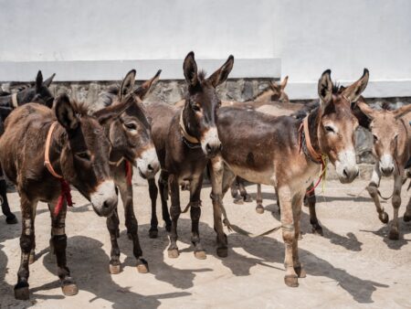 Photos: A free clinic for donkeys, vital to Ethiopia’s economy