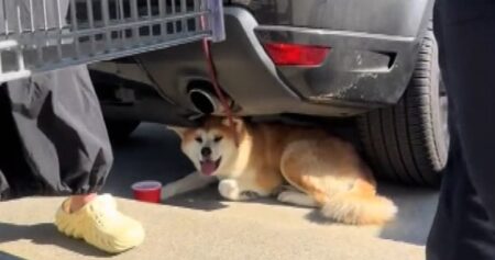 Viral video shows dog owners fined for leaving pup in the sun in Costco parking lot