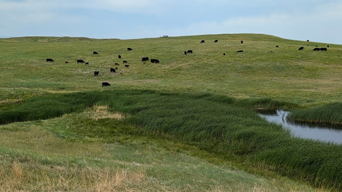 Cattle grazing on Maude family land