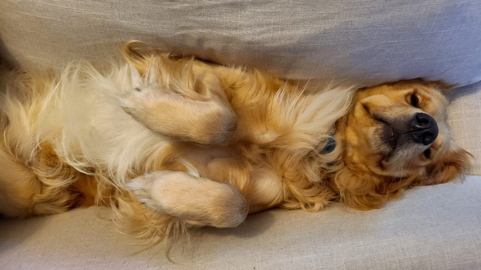 Habit Golden Retriever Puppy Won’t Give Up After Gaining 70lbs: ‘Send Help’