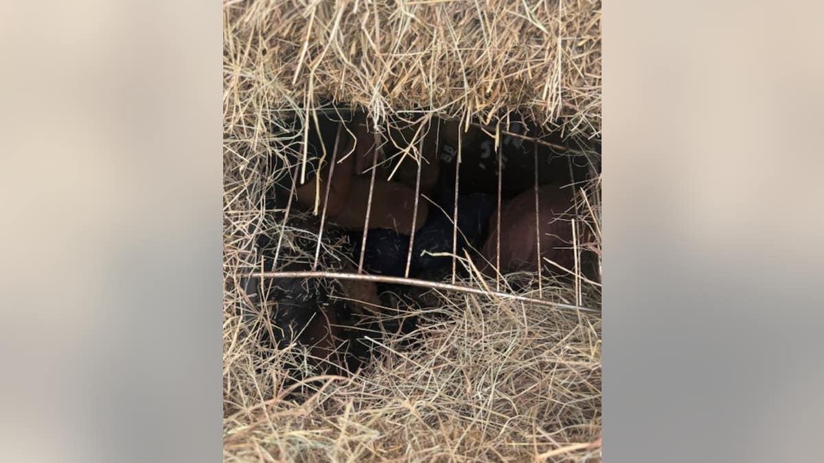 View inside hay bale