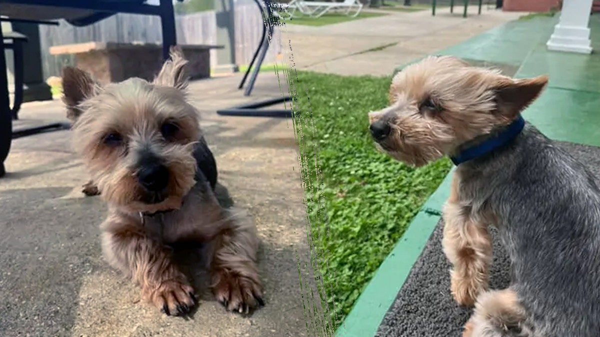 Split image of a small Yorkshire Terrier resting on concrete and sitting on grass, both at a fraternity house
