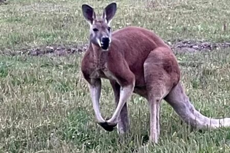 South Carolina petting zoo worker apparently killed by kangaroo after stepping into its pen to ‘roughhouse’ with it
