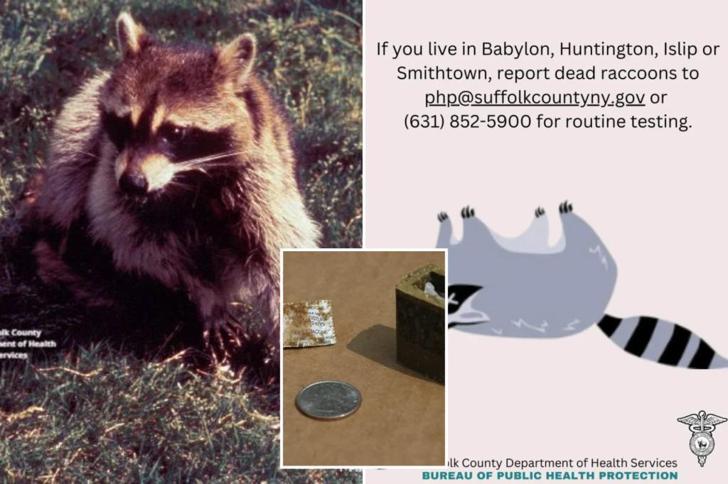 Long Island on edge as 5 rabid raccoons found, officials issue health warning