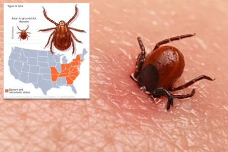Potentially deadly bacteria found in invasive tick for first time in US