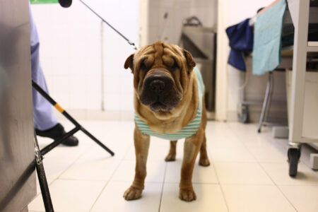 Reason Dog ‘Walks Backwards’ After Getting Treats Melts Hearts Online
