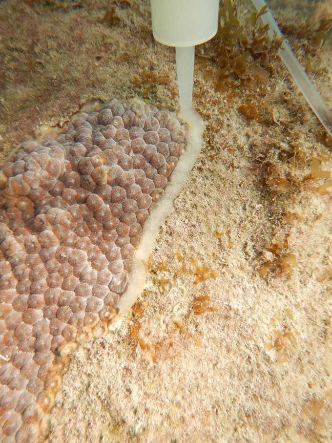 An image of a coral with a white paste that is the probiotic being applied to it