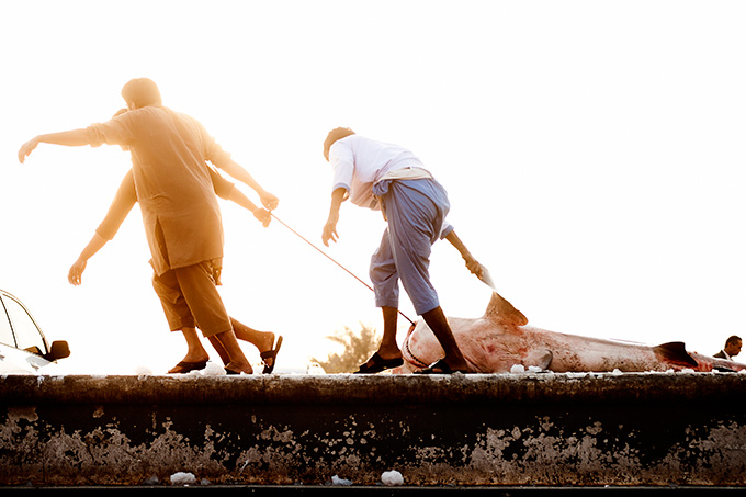 A photograph shows three men dragging a dead shark across a concrete floor at a fish market in Dubai