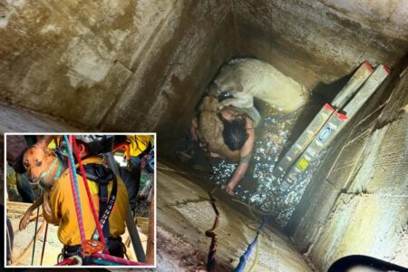 Teen trapped trying to rescue cherished dogs that fell down a California well saved by elite recuse team: fire officials