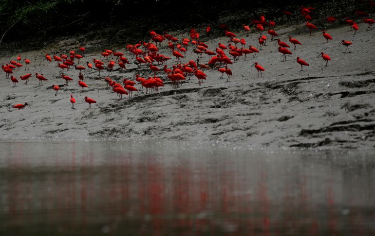 Scarlet ibises flock to the shores near the mouth of the Amazon River.