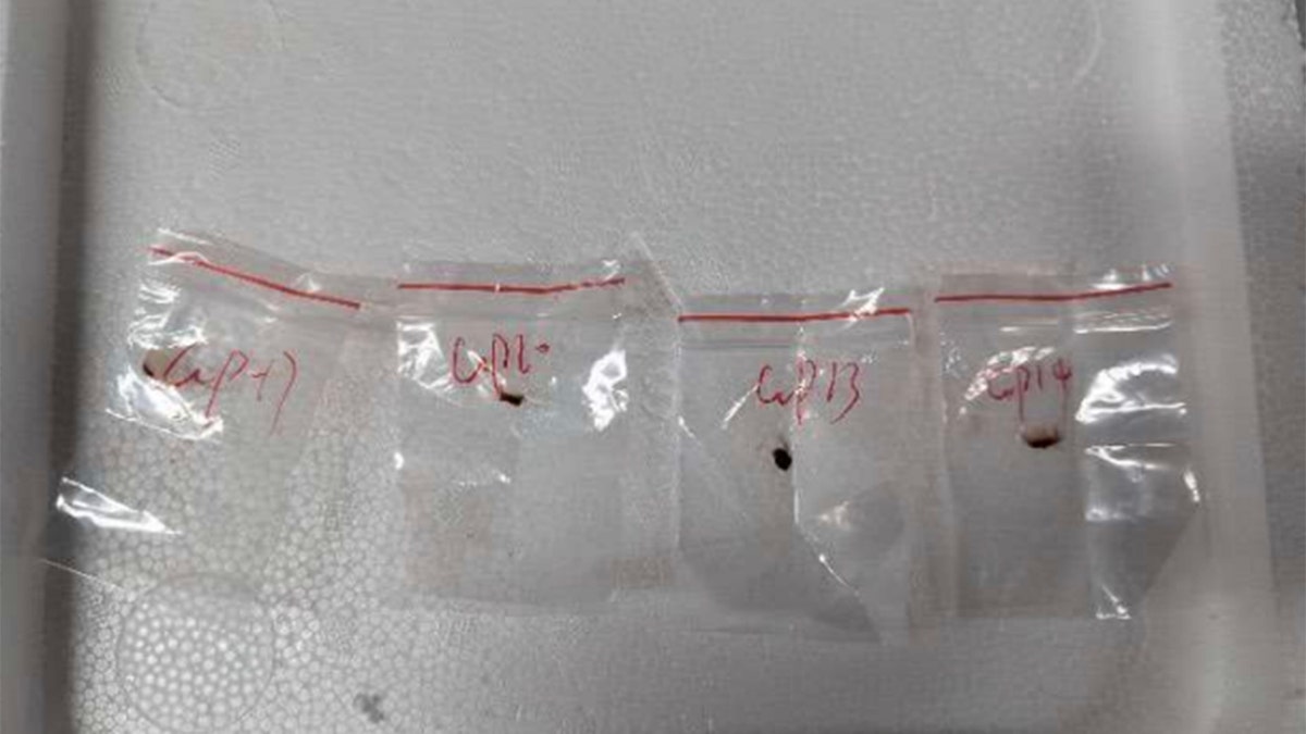 Baggies containing deadly fungus