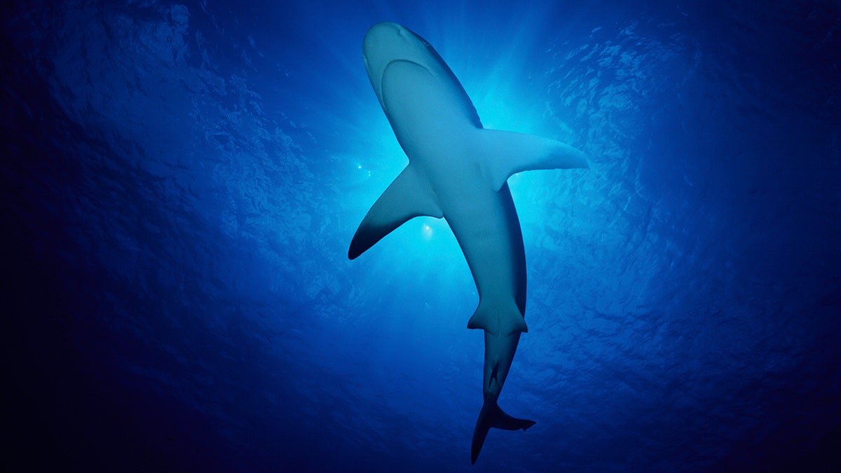 Shark in ocean waters