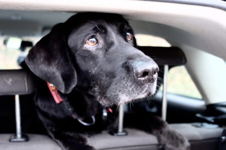 Pup’s Reaction After Dogs Stare Him Down From Car Goes Viral