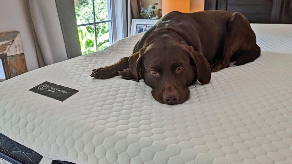 I Was Overwhelmed by Mattress Shopping. This $374 Mattress Topper Bought Me a Few More Comfortable Years