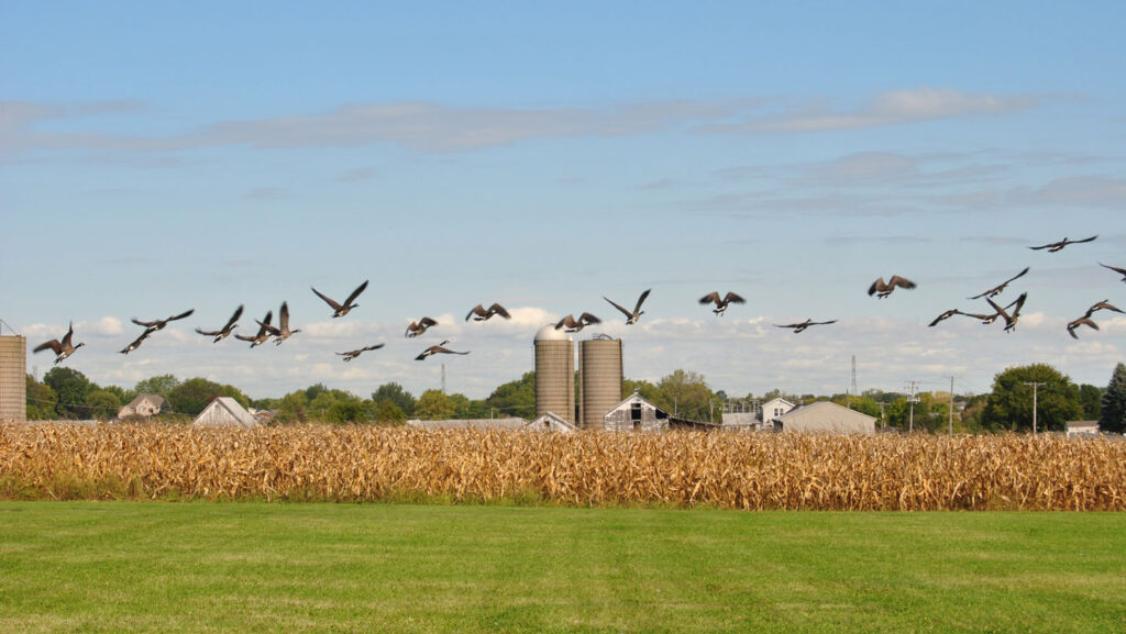 As bird flu evolves, keeping it out of farm flocks is getting harder