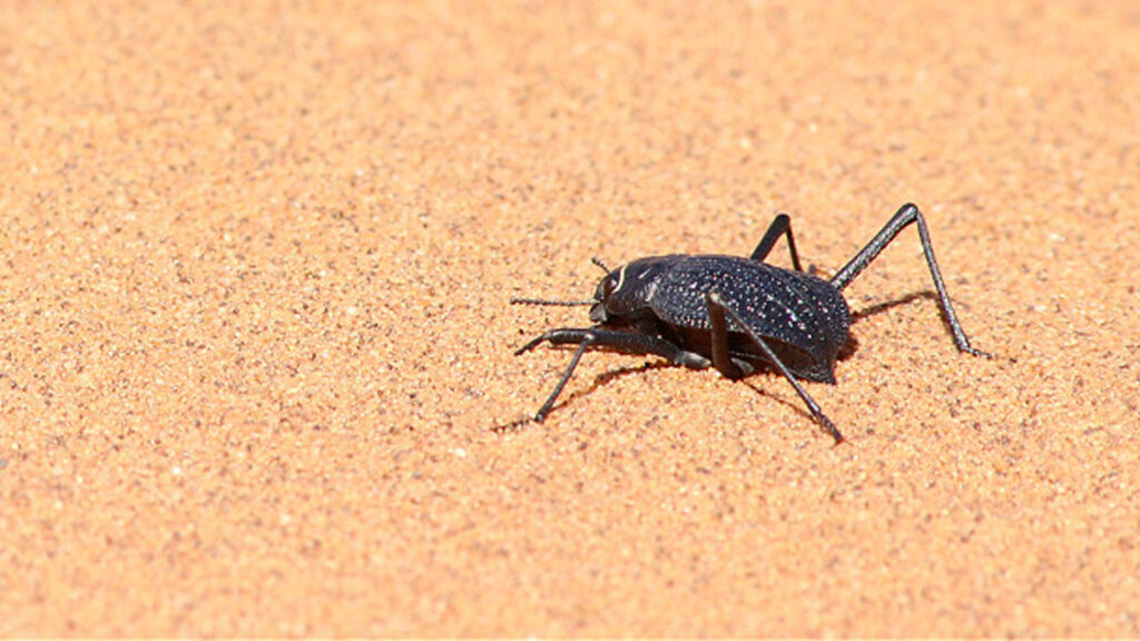 This desert beetle runs to cool off