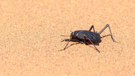 This desert beetle runs to cool off