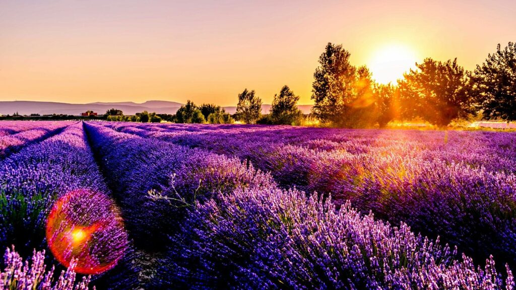 Lavender fields draw unmanageable tourist numbers to Spanish village