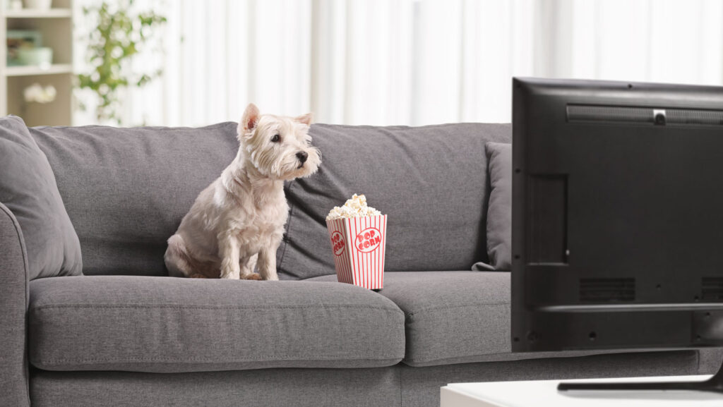 A dog’s taste for TV may depend on its temperament